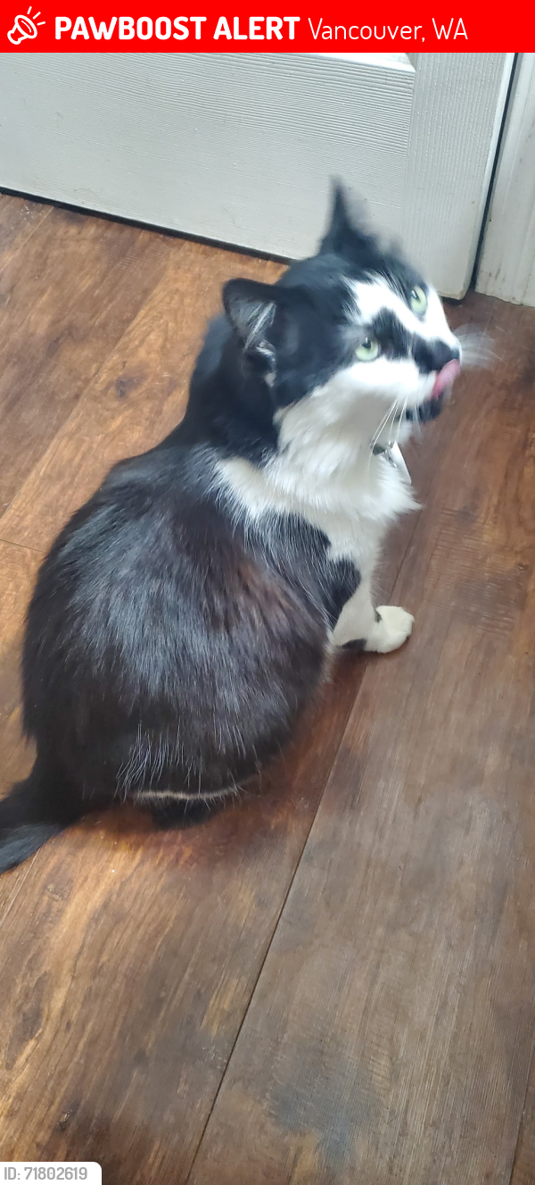 Lost Male Cat last seen 39th St and Lincoln Ave, Vancouver, WA 98660