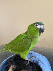 Lost Unknown Bird last seen El Camino Real, Carlsbad, CA 92008