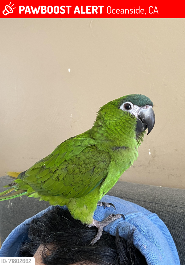 Lost Unknown Bird last seen El Camino Real, Carlsbad, CA 92008