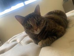 Lost Female Cat last seen Moore park Bryan ohio, Bryan, OH 43506