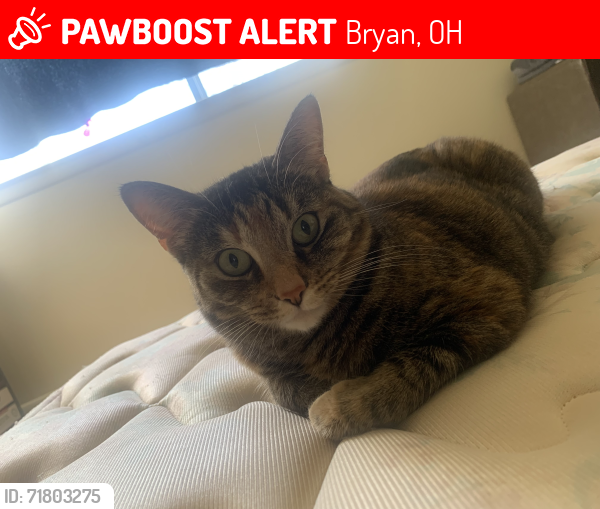 Lost Female Cat last seen Moore park Bryan ohio, Bryan, OH 43506