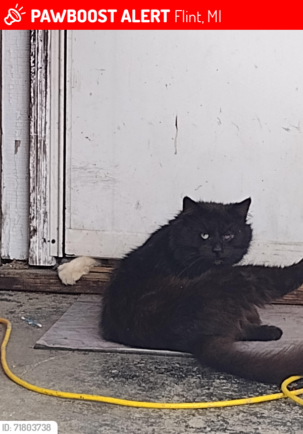 Lost Male Cat last seen Fenton and Barrie , Flint, MI 48507