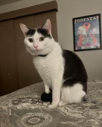 Lost Male Cat last seen Pepper drive, El Cajon, CA 92019