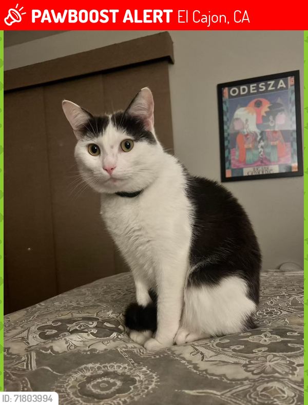 Lost Male Cat last seen Pepper drive, El Cajon, CA 92019