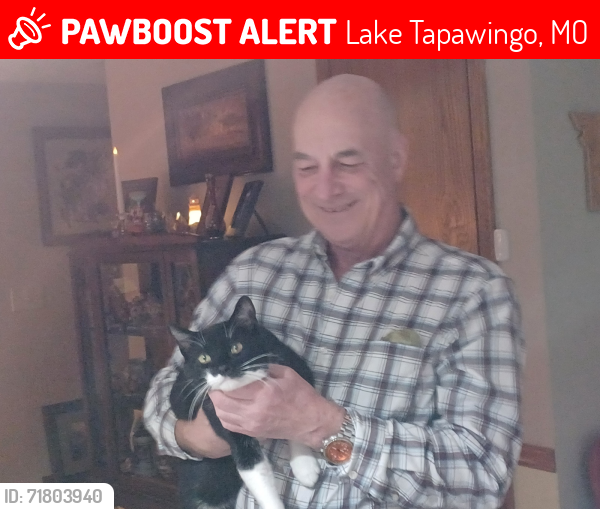 Lost Male Cat last seen Near Anchor Dr Lake Tapawingo , Lake Tapawingo, MO 64015