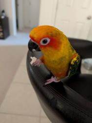 Lost Male Bird last seen Tenaya & Windmill, Las Vegas, NV 89113