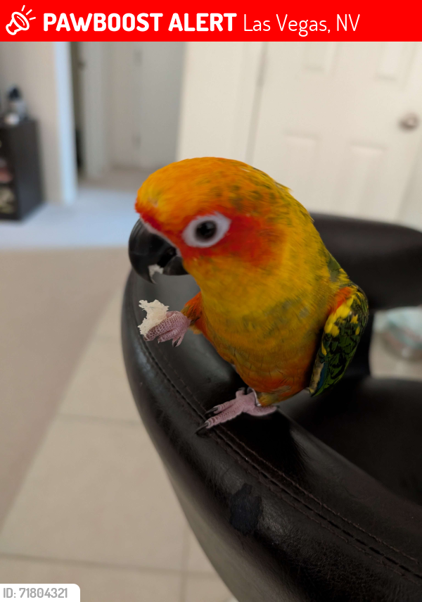 Lost Male Bird last seen Tenaya & Windmill, Las Vegas, NV 89113