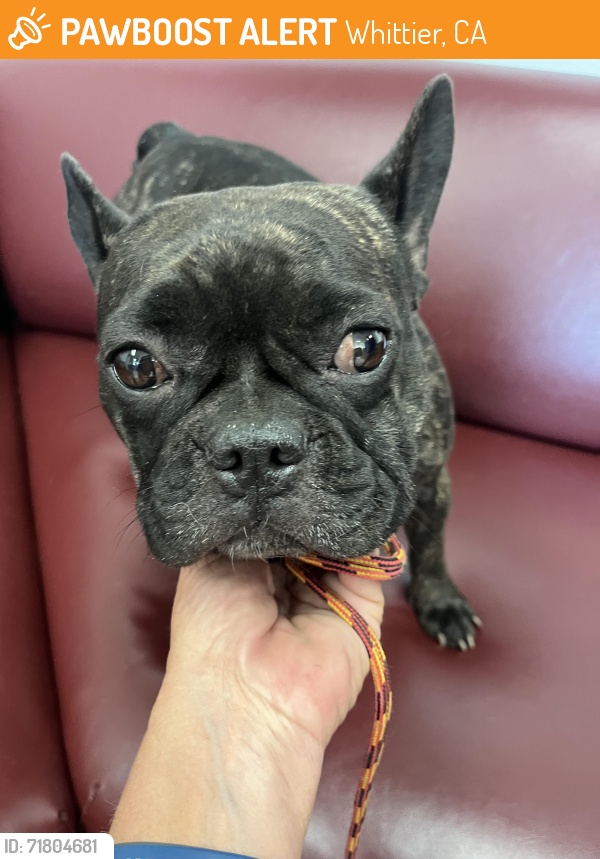Found/Stray Female Dog last seen Putnam and Santa Fe Springs, Whittier, CA 90602