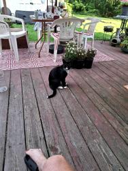Lost Male Cat last seen Mann Ave , Troy, NY 12180