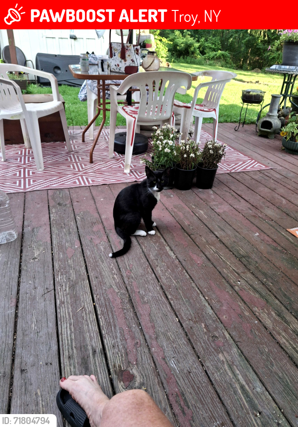 Lost Male Cat last seen Mann Ave , Troy, NY 12180