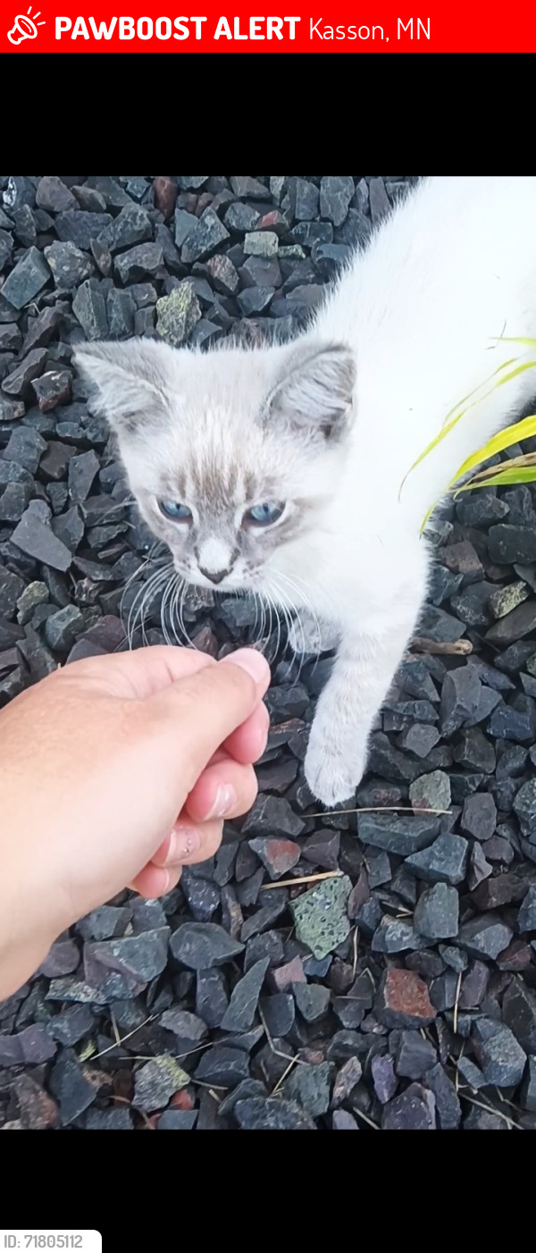 Lost Male Cat last seen Around kasson MN, Kasson, MN 55944
