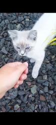 Lost Male Cat last seen Around kasson MN, Kasson, MN 55944