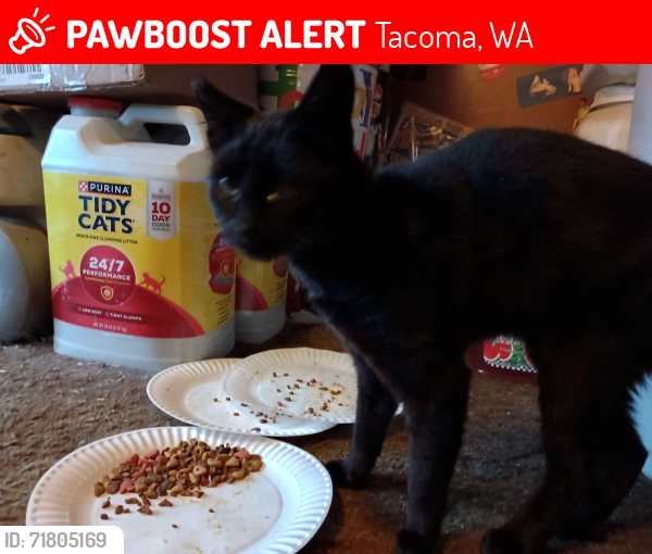 Lost Female Cat last seen E 57th & I, Tacoma, WA 98404