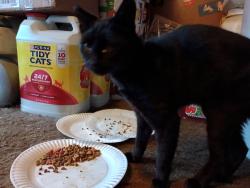 Lost Female Cat last seen E 57th & I, Tacoma, WA 98404