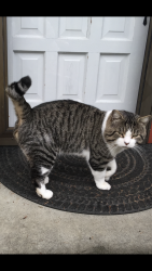 Lost Male Cat last seen Alameda Street , Fircrest, WA 98466