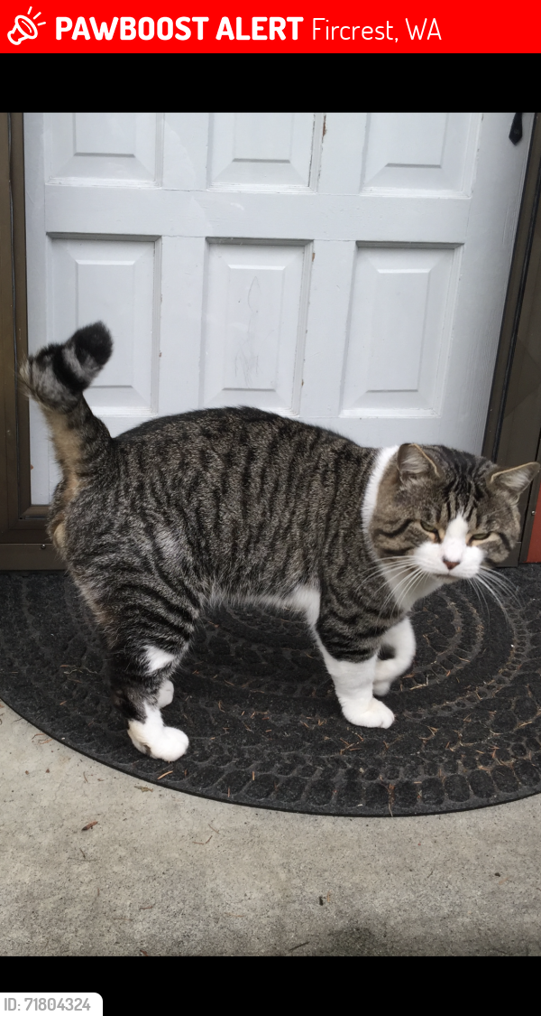Lost Male Cat last seen Alameda Street , Fircrest, WA 98466