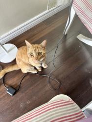 Lost Male Cat last seen Northern part of Richfield Road, Edmonton, AB T6K 0A3