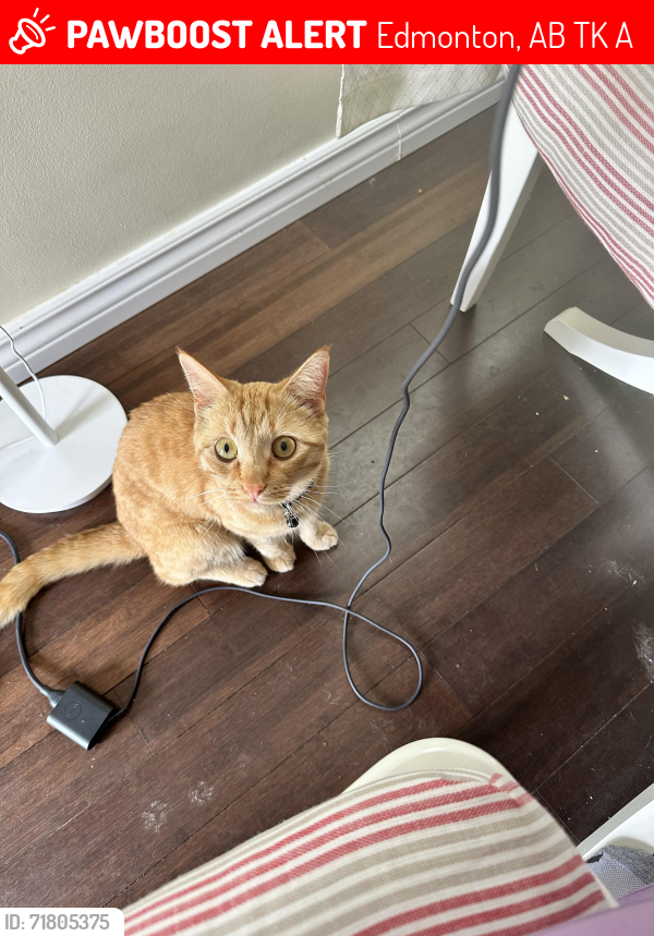 Lost Male Cat last seen Northern part of Richfield Road, Edmonton, AB T6K 0A3