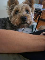 Lost Female Dog last seen Park Street, The Living Room, Sarasota County, FL 34293