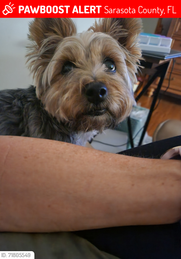 Lost Female Dog last seen Park Street, The Living Room, Sarasota County, FL 34293