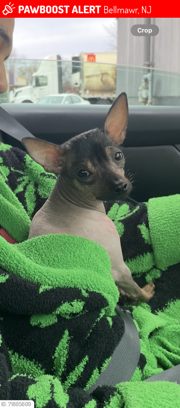 Lost Female Dog last seen Browning rd and Lowell st bellmawr, Bellmawr, NJ 08031