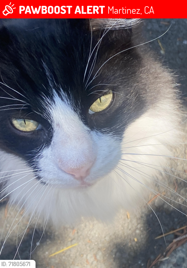 Lost Male Cat last seen Pine Street, Martinez, CA 94553