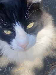 Lost Male Cat last seen Pine Street, Martinez, CA 94553