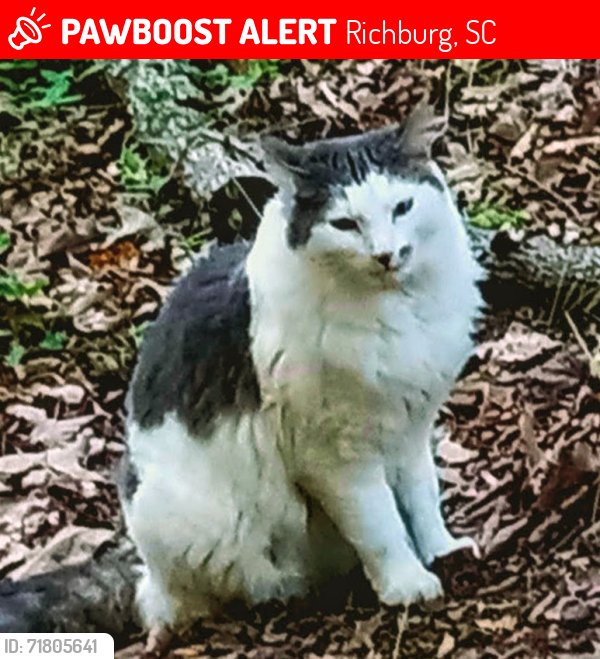 Lost Male Cat last seen Murdock Rd and Bernice Ln, Richburg, SC 29729