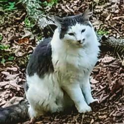 Lost Male Cat last seen Murdock Rd and Bernice Ln, Richburg, SC 29729