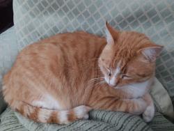 Lost Male Cat last seen 58th st between 109th ave and 108th ave, Pullman, MI 49450