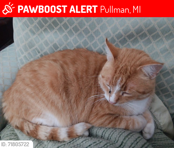Lost Male Cat last seen 58th st between 109th ave and 108th ave, Pullman, MI 49450
