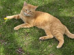 Lost Male Cat last seen Bornman St., W. Monroe St., Centerville Ave., St Clair Ave., W. Adam’s St., Belleville, IL 62220