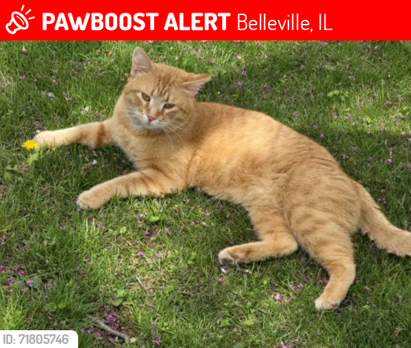 Lost Male Cat last seen Bornman St., W. Monroe St., Centerville Ave., St Clair Ave., W. Adam’s St., Belleville, IL 62220