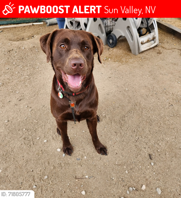 Lost Male Dog last seen Sun Valley BLVD and Arapaho, Sun Valley, NV 89433