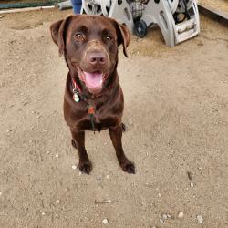 Lost Male Dog last seen Sun Valley BLVD and Arapaho, Sun Valley, NV 89433