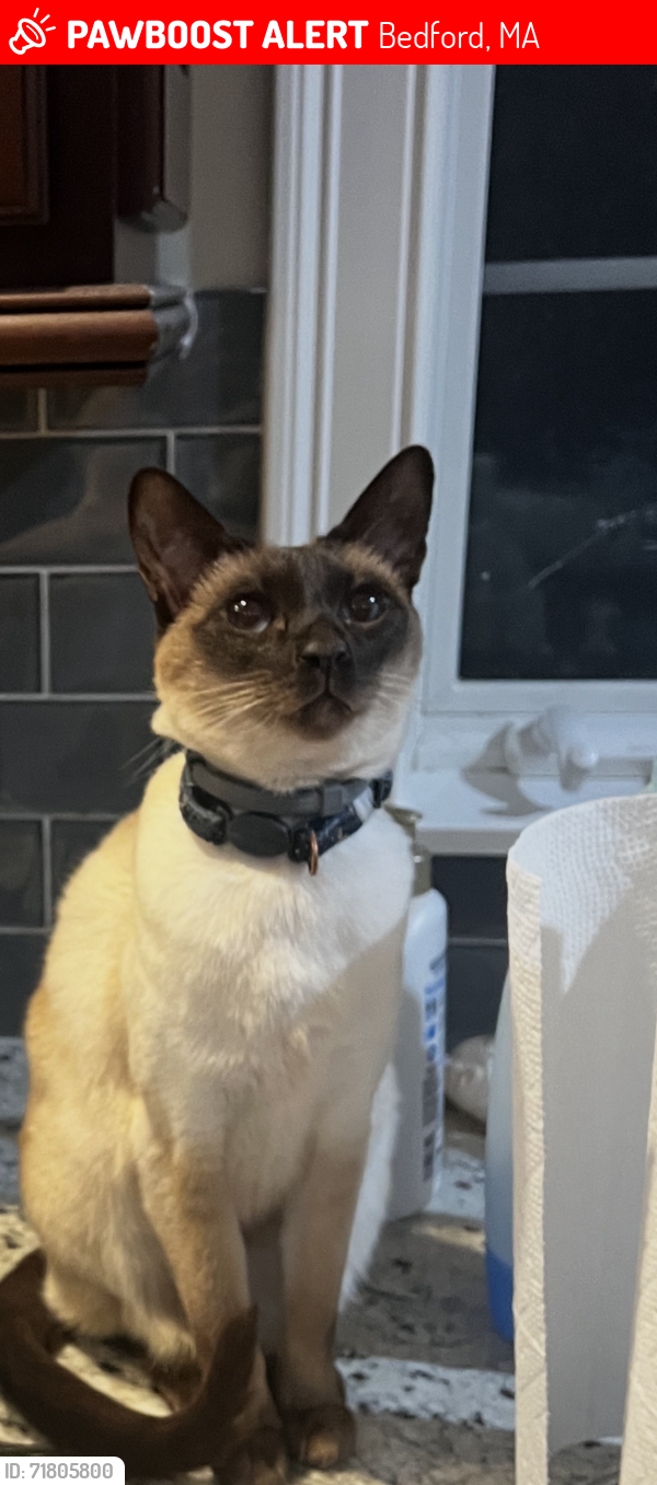Lost Female Cat last seen Robinson dr, Bedford, MA 01730
