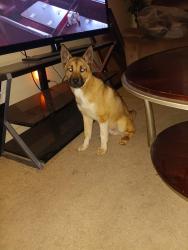 Lost Male Dog last seen State Ave , Kansas City, KS 66102