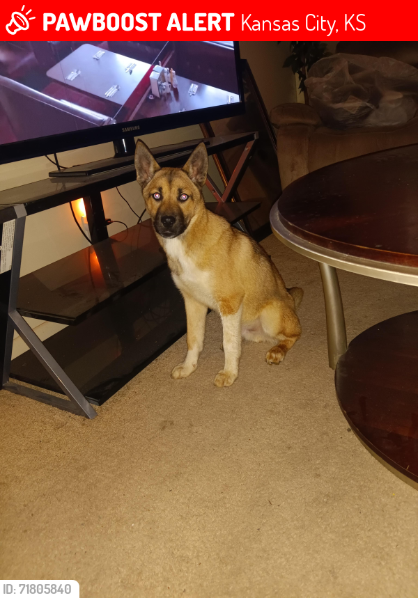 Lost Male Dog last seen State Ave , Kansas City, KS 66102