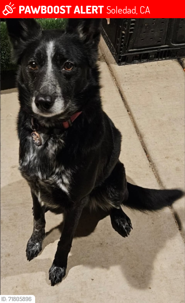 Lost Female Dog last seen Soledad , Soledad, CA 93960