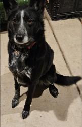 Lost Female Dog last seen Soledad , Soledad, CA 93960