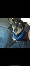 Lost Male Dog last seen Epenard st 75211 Dallas Texas, Dallas, TX 75211