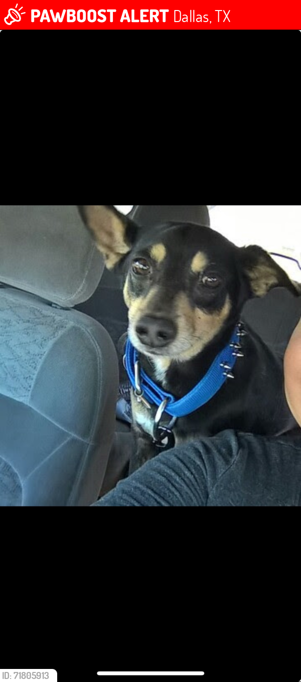 Lost Male Dog last seen Epenard st 75211 Dallas Texas, Dallas, TX 75211