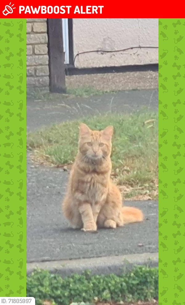 Lost Male Cat last seen Hayling road, Hertfordshire, England WD19 7QL
