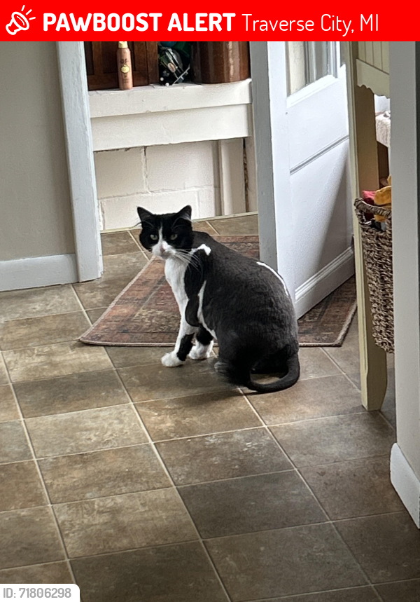Lost Female Cat last seen Nelson Rd and Island View Rd, Traverse City, MI 49686