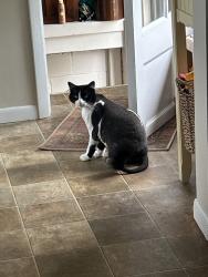Lost Female Cat last seen Nelson Rd and Island View Rd, Traverse City, MI 49686
