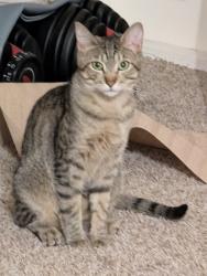 Lost Male Cat last seen NW 185th avenue, NW Rock Creek blvd, Portland, OR 97229