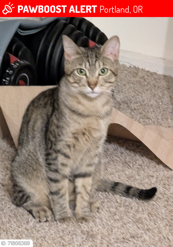 Lost Male Cat last seen NW 185th avenue, NW Rock Creek blvd, Portland, OR 97229