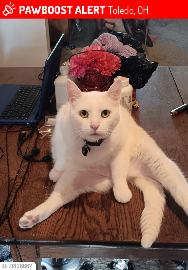 Lost Male Cat last seen St John and Paxton, Toledo, OH 43608