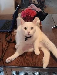 Lost Male Cat last seen St John and Paxton, Toledo, OH 43608