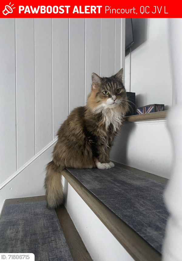 Lost Female Cat last seen 5ieme and Frontenac, Pincourt, QC J7V 5L2